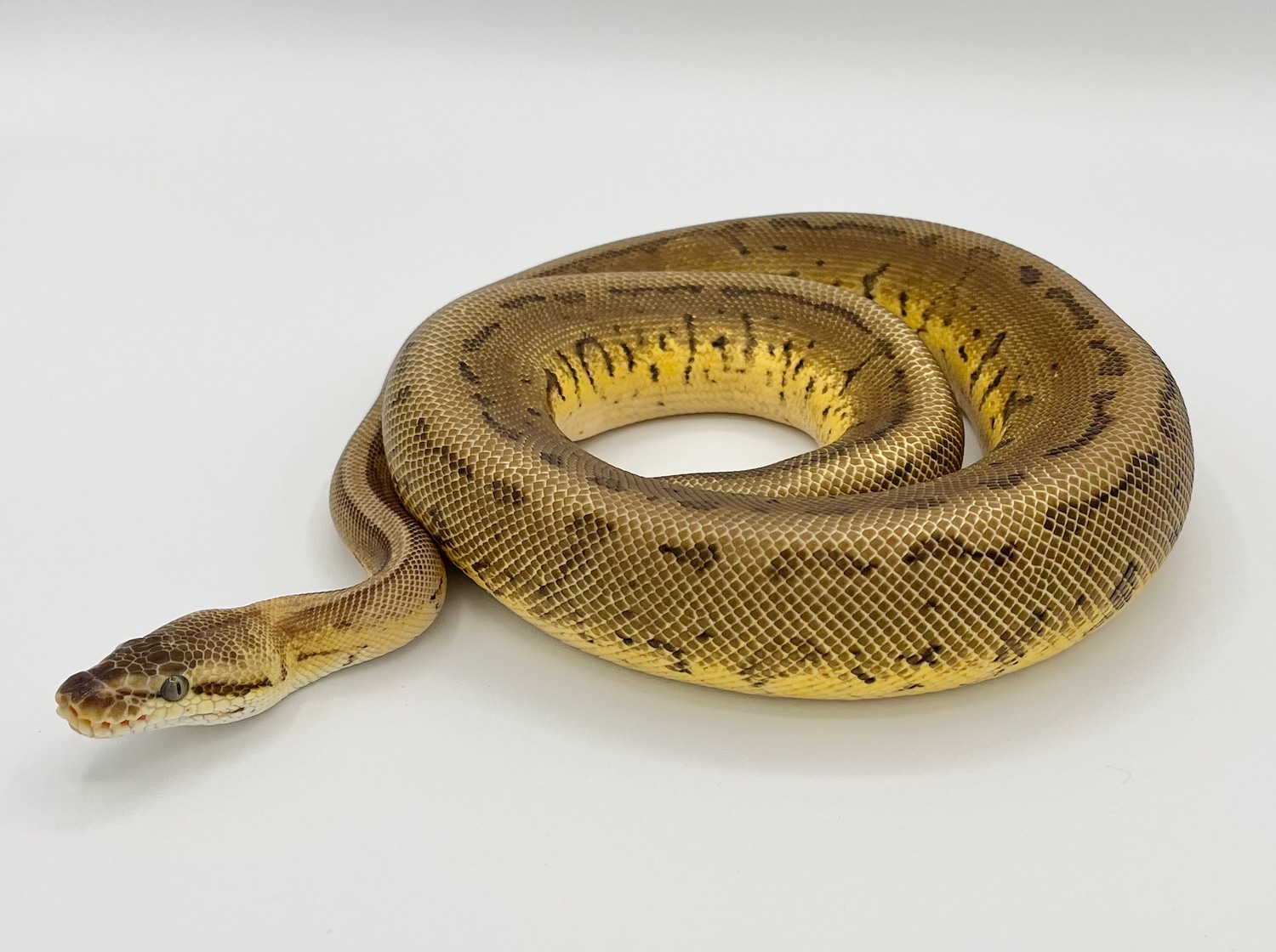 Pastel Leopard Pinstripe (Leopard Lemonblast) Ball Python by Renfro ...