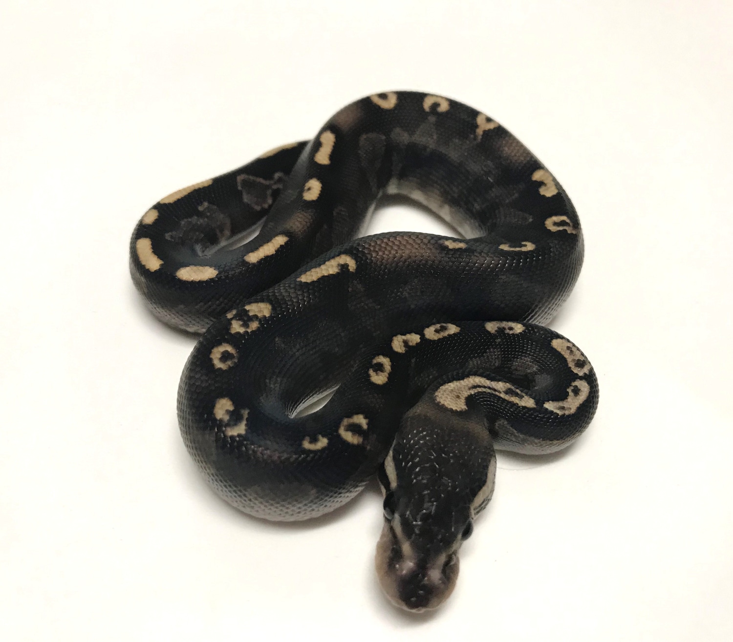 GHI Black Pastel Het Red Axanthic Ball Python by Renowned Reptiles ...