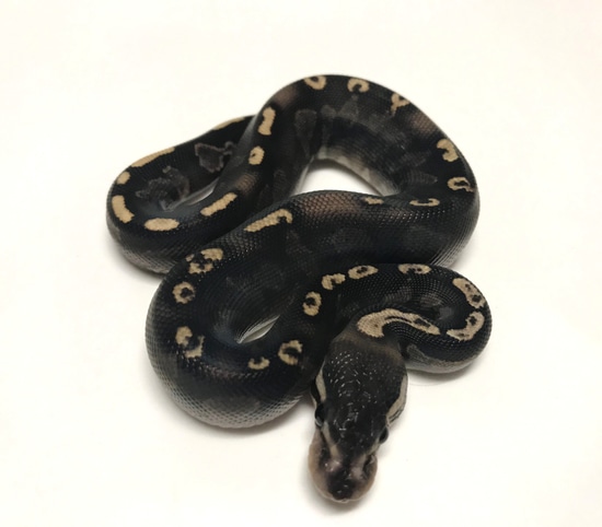GHI Black Pastel Het Red Axanthic Ball Python by Renowned Reptiles