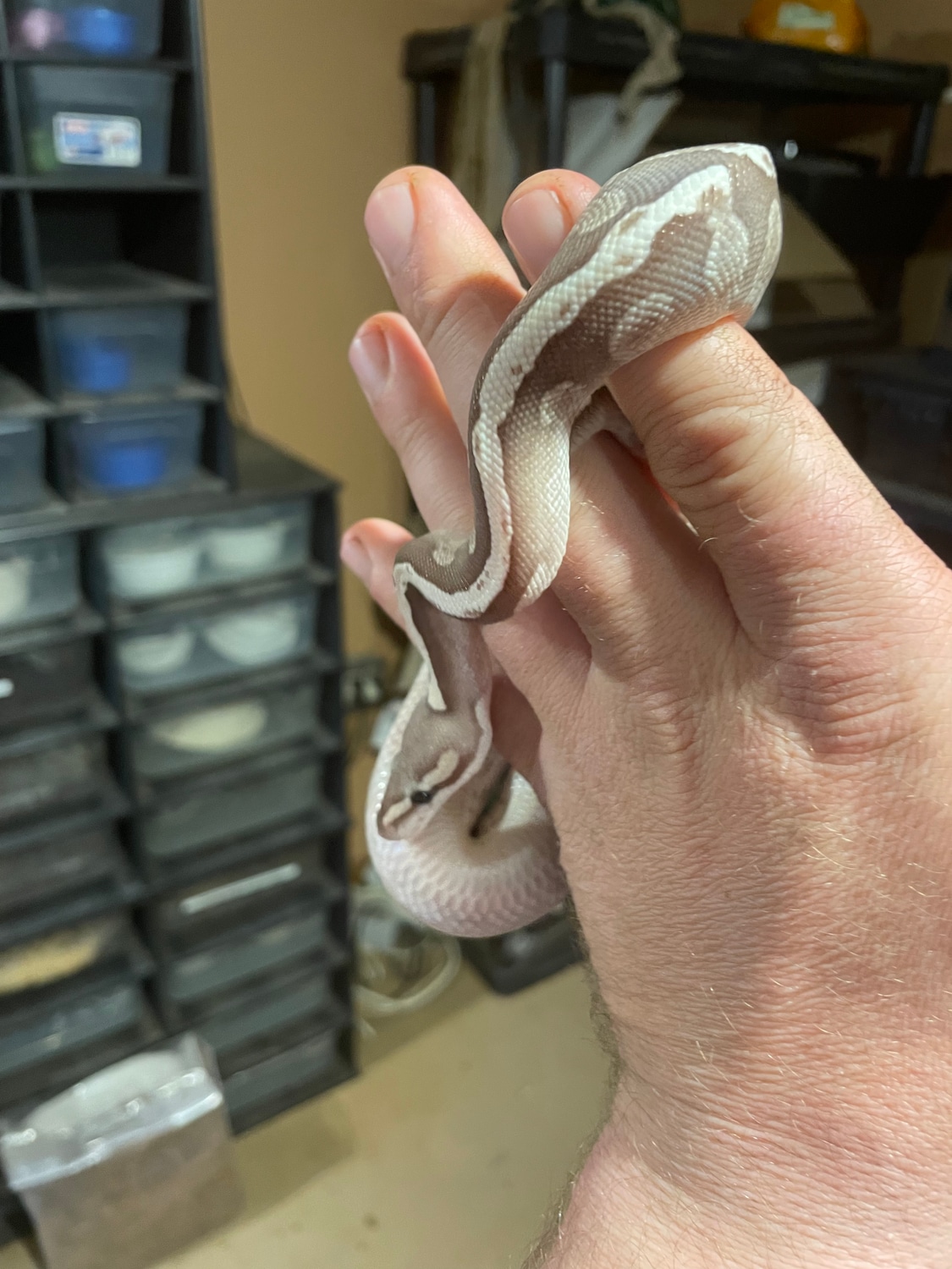 GHI Mojave Fire Ball Python by Reppe Reptiles - MorphMarket