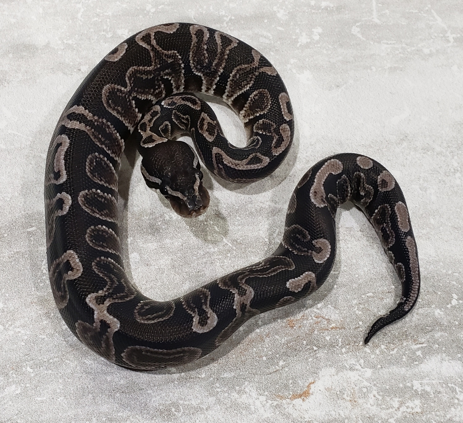GHI VPI Axanthic Ball Python by Rep-Tails - MorphMarket