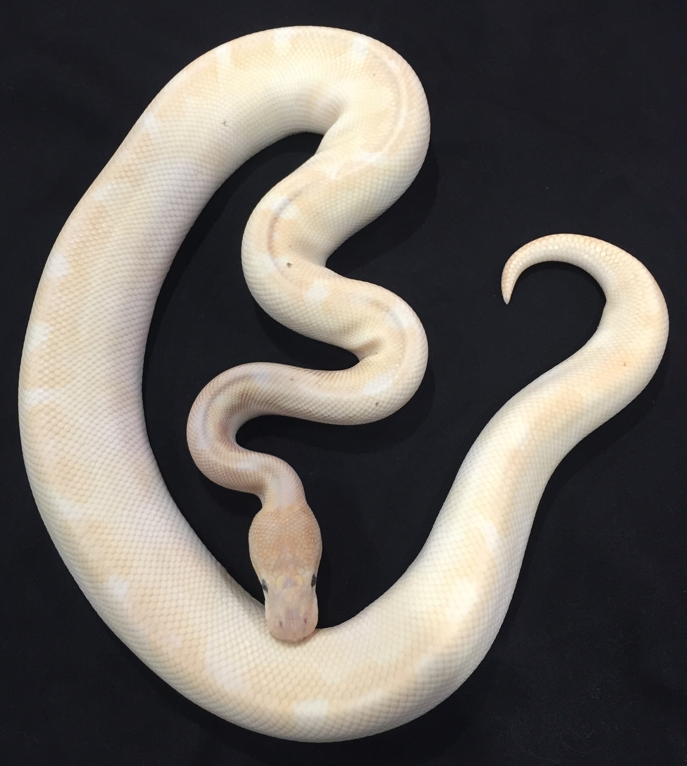 Super Special Ball Python by Rep-Tails - MorphMarket