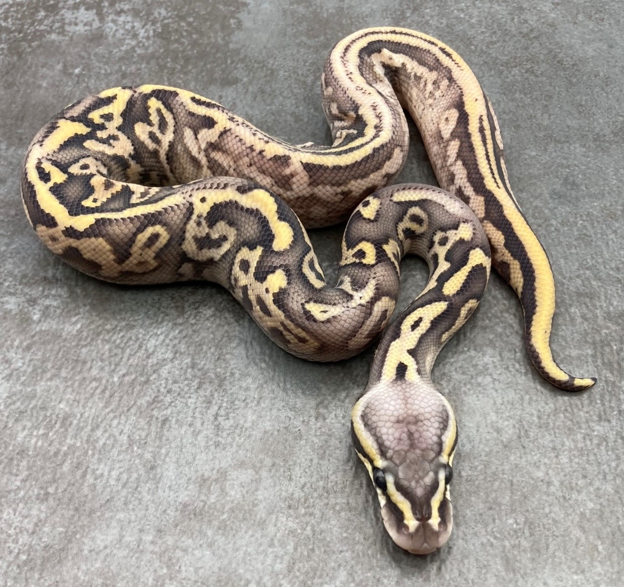 Hypo Leopard Pastave Calico Ball Python by Rep-Tails - MorphMarket