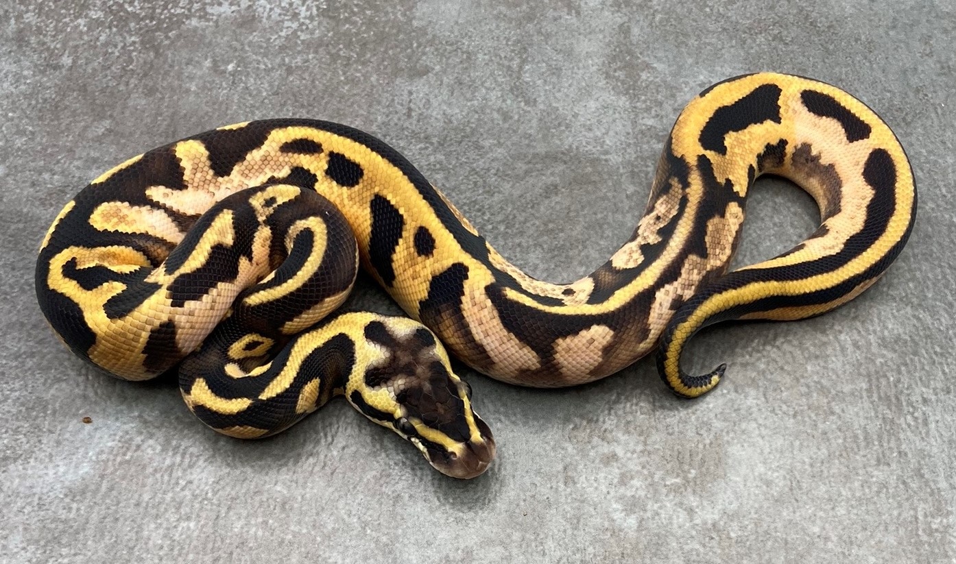 Enchi Leopard Pastel Calico Het Hypo Ball Python by Rep-Tails - MorphMarket