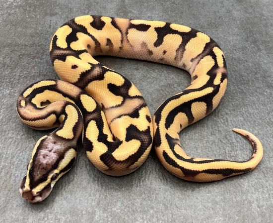 Super OD Fire YB Ball Python by Rep-Tails