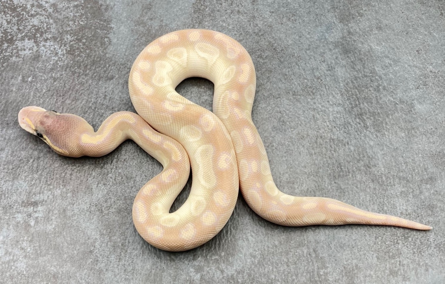 Crystal (Noco) Ball Python by Rep-Tails - MorphMarket