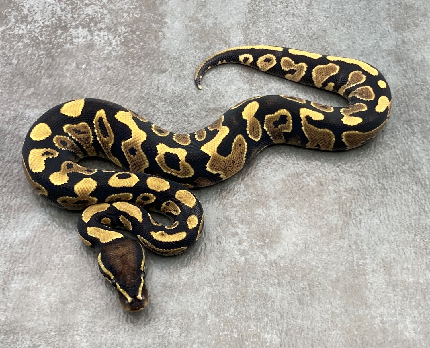 Yellow Belly DH VPI Axanthic/desert Ghost Ball Python by Rep-Tails ...