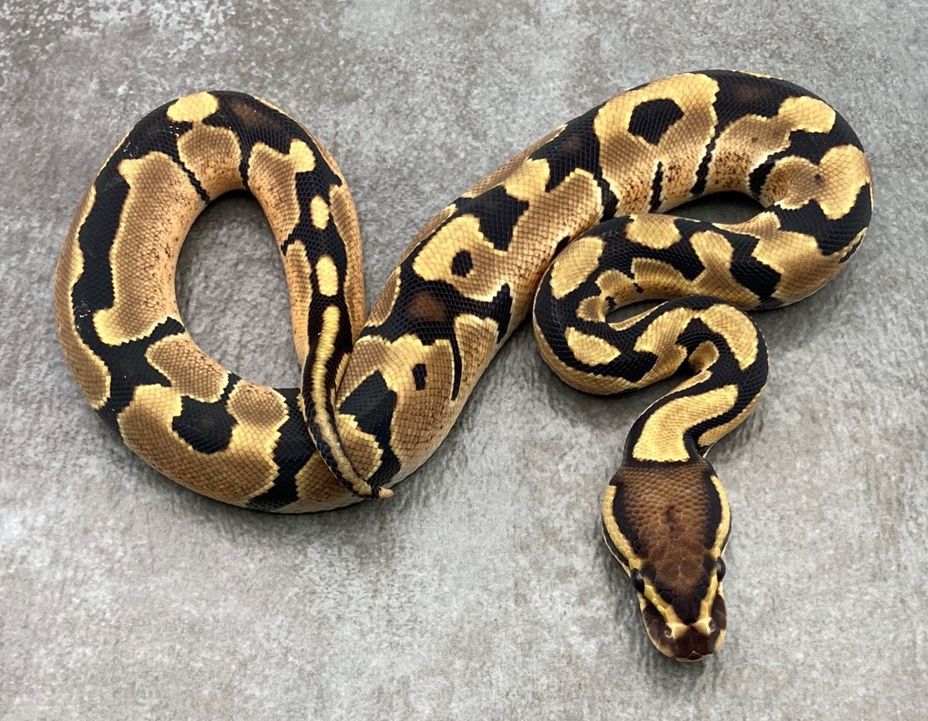 Enchi Het Clown Ball Python by Rep-Tails - MorphMarket