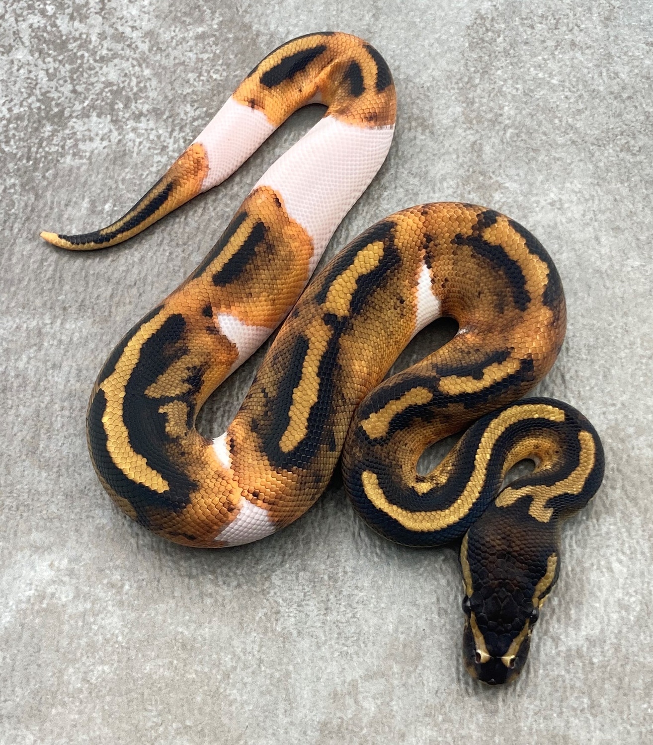 Mahogany Pied Ball Python by Rep-Tails - MorphMarket