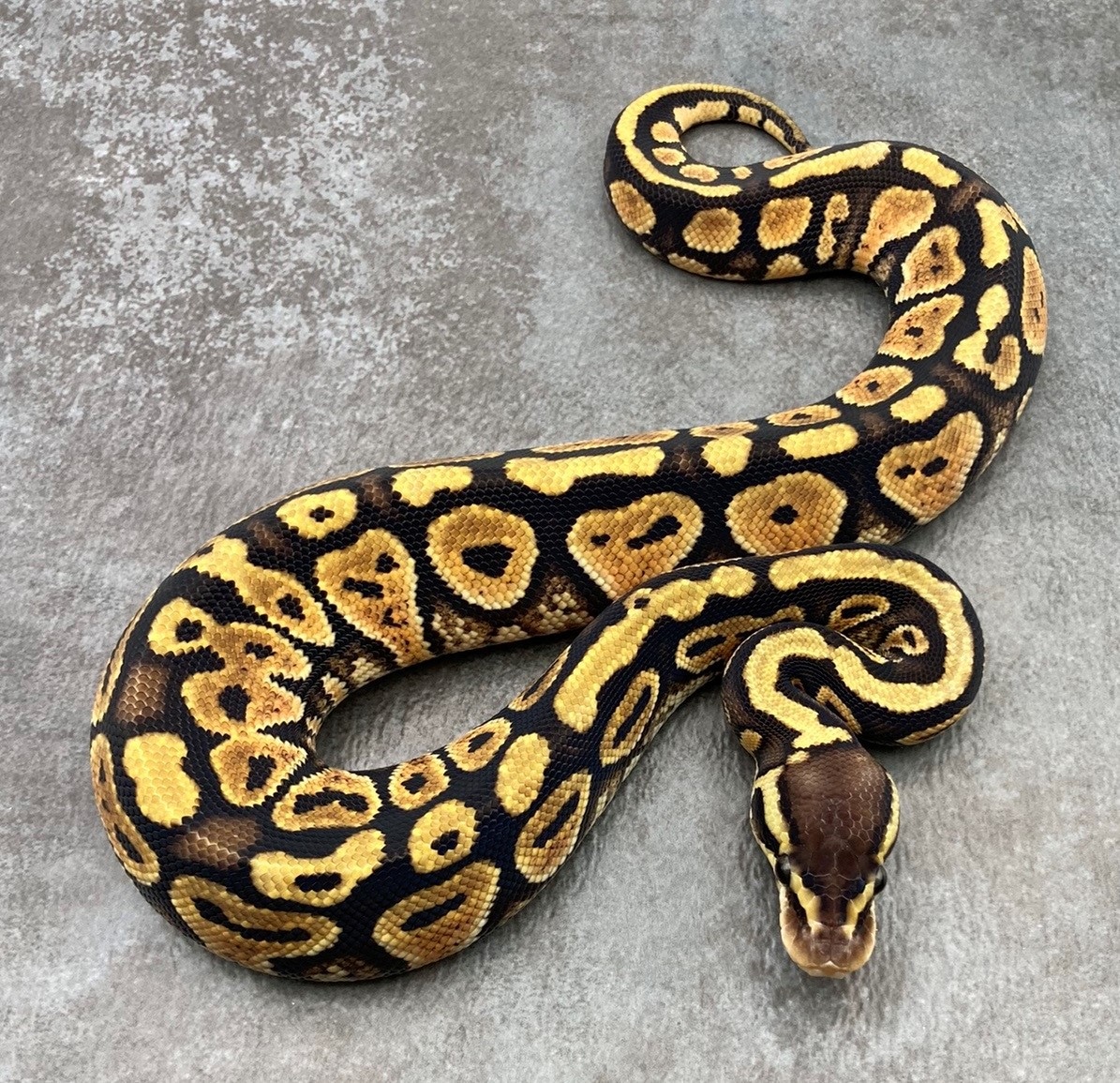 Pastel Het Paint Ball Python by RepTails MorphMarket US & Canada