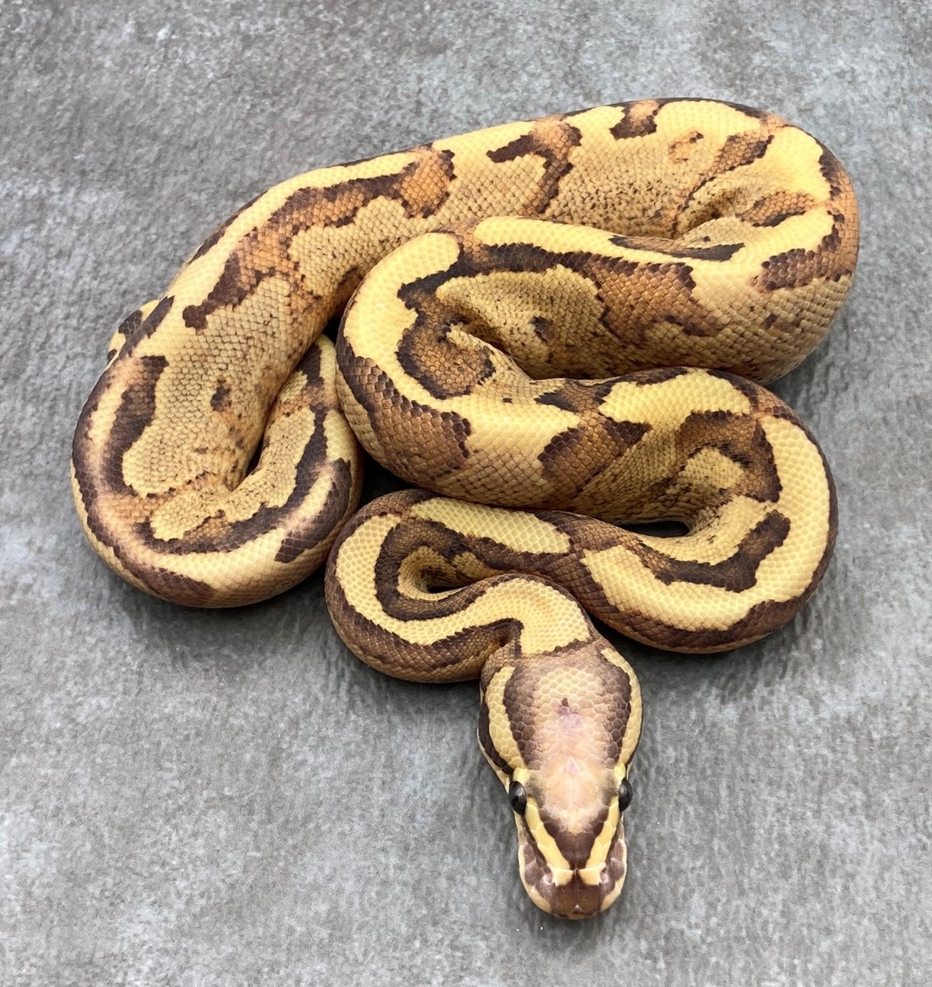 Vanilla Cream Ball Python by RepTails MorphMarket