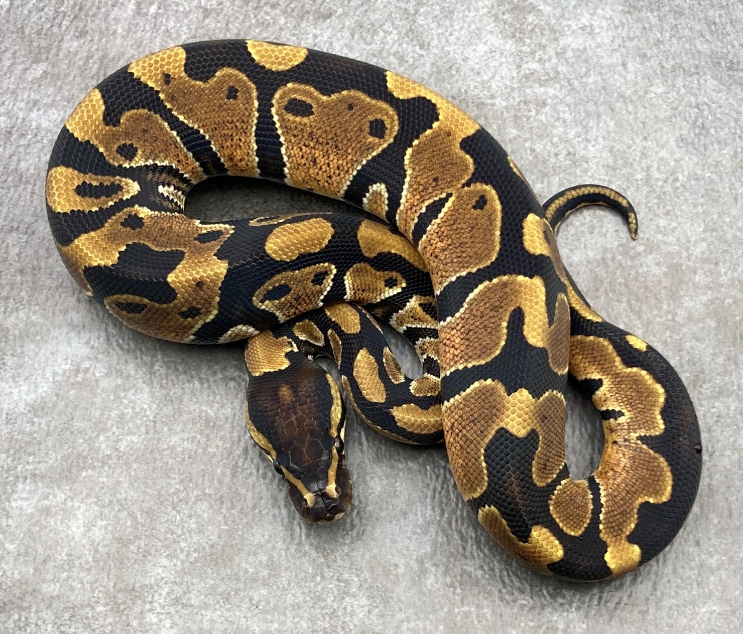 Het Pied Ball Python by Rep-Tails - MorphMarket