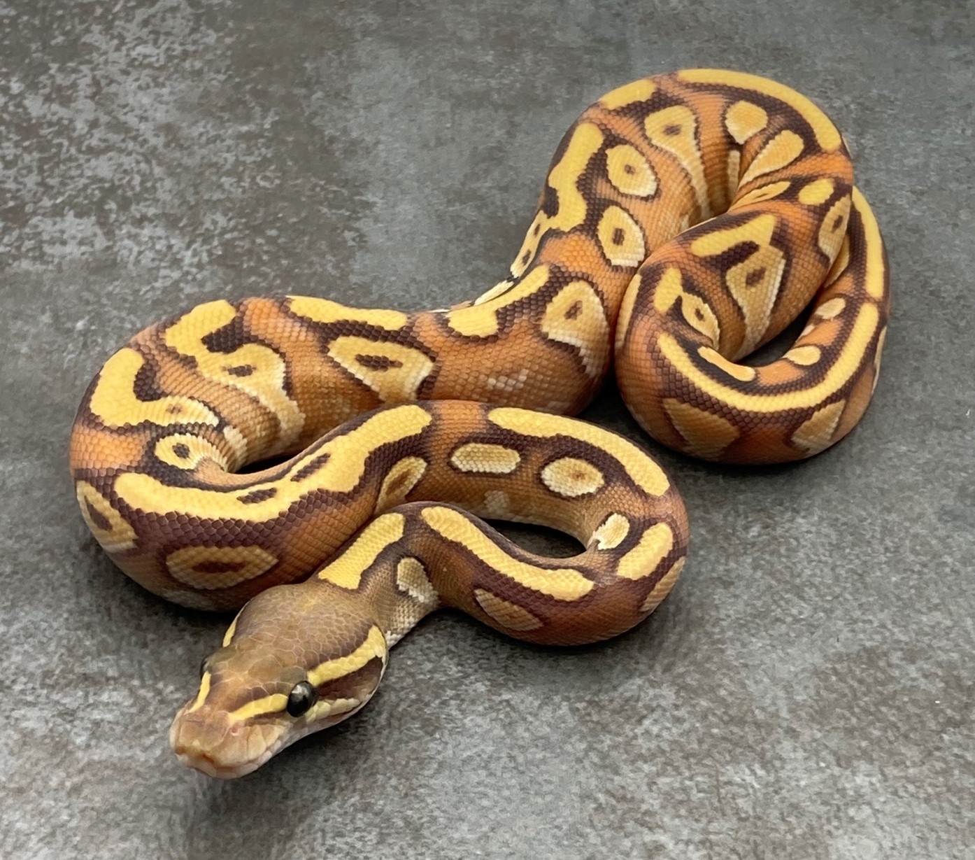 Hypo Enchi Mojave Ball Python by Rep-Tails - MorphMarket