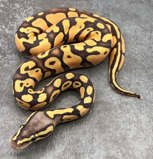 Hypo Pastel Enchi Ball Python by Rep-Tails