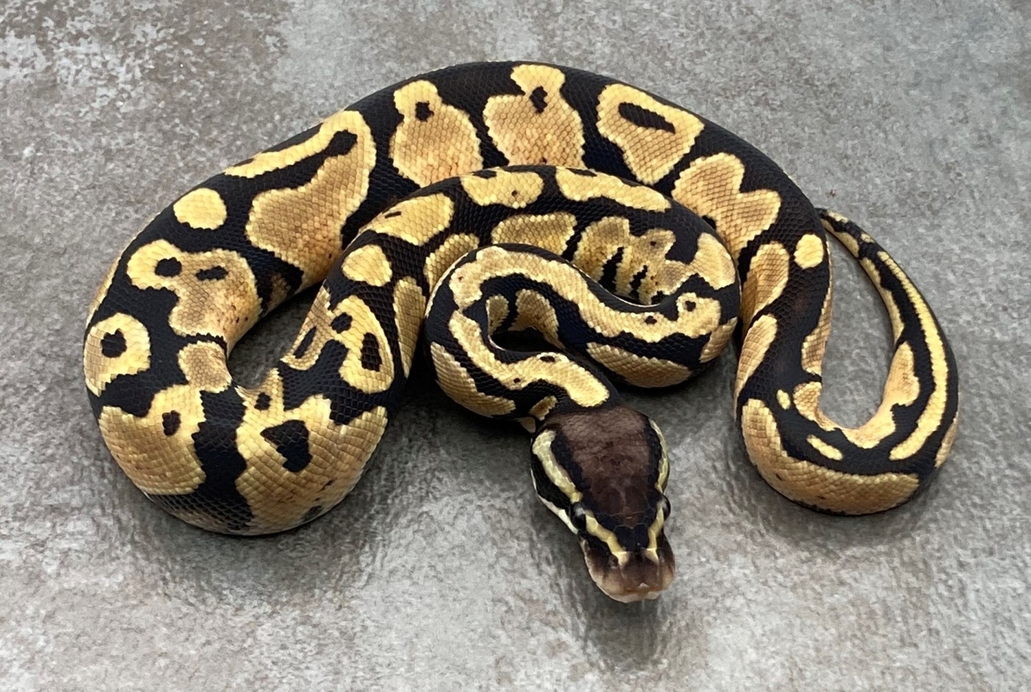 Pastel DH VPI Axanthic/desert Ghost Ball Python by Rep-Tails - MorphMarket