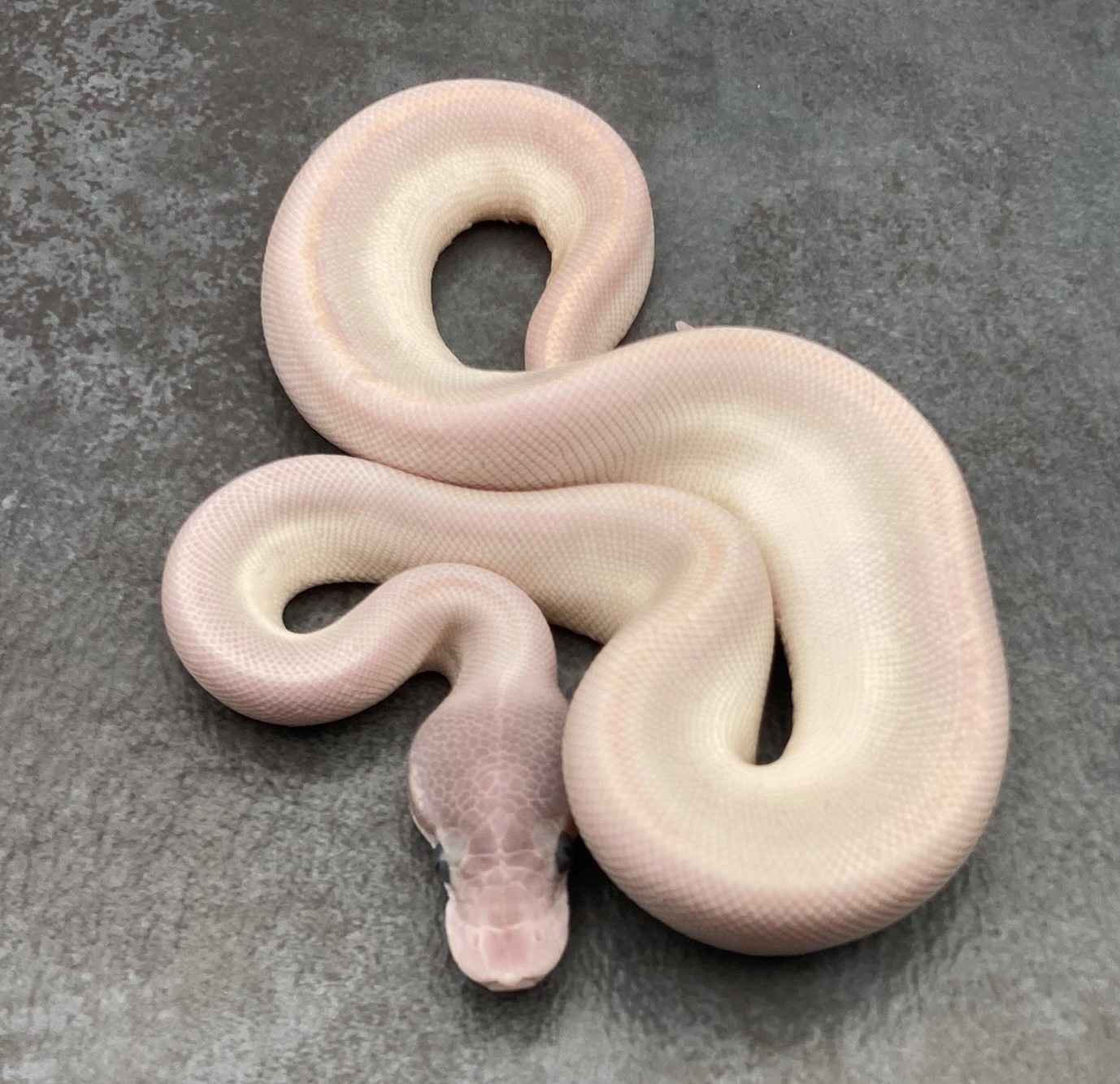 Super Mojave Ball Python by Rep-Tails - MorphMarket