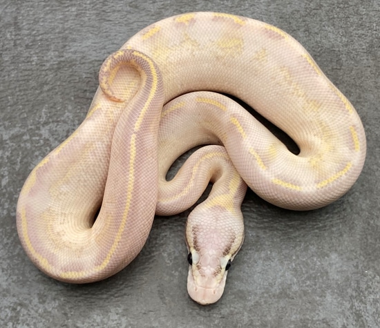 Pastel Ivory Ball Python by Rep-Tails