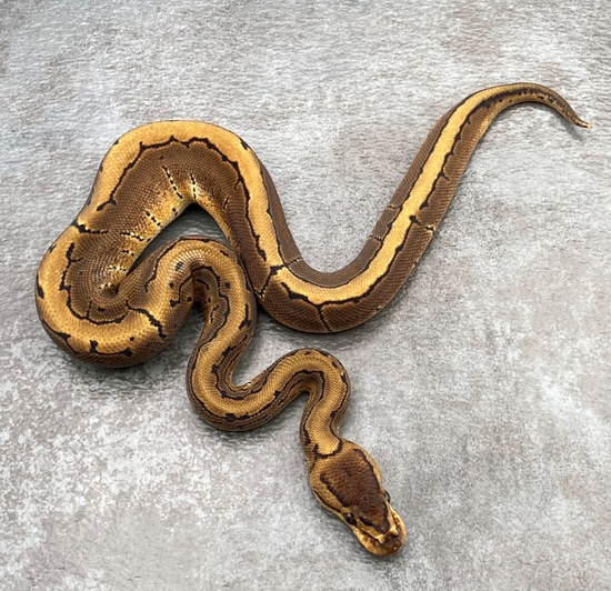 Acid Pin Ball Python by Rep-Tails