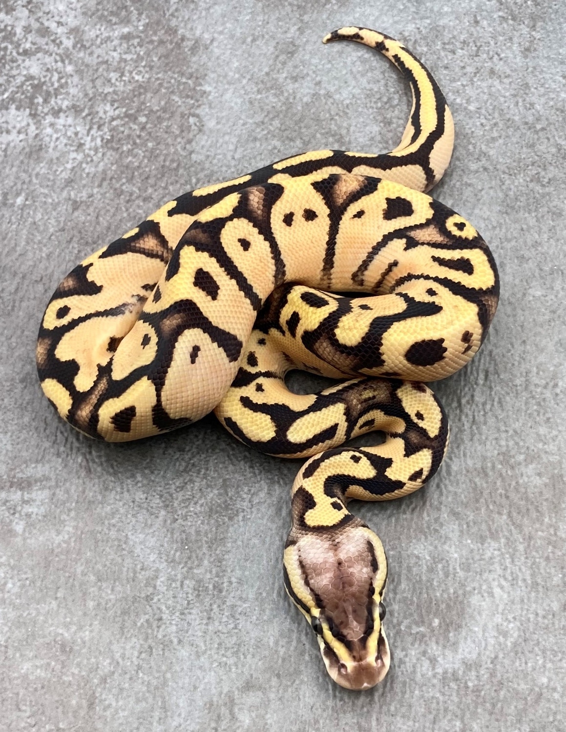 Pastel Vanilla/fire Ball Python by Rep-Tails - MorphMarket