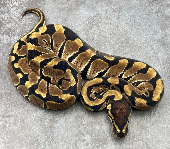 Blade Het Clown Ball Python by Rep-Tails