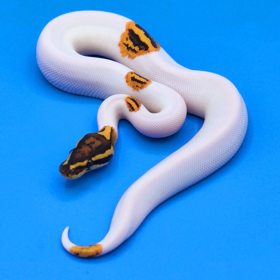 Fierce Yellow Python Fire Yellow Belly Pied Ball Python by Reptalia