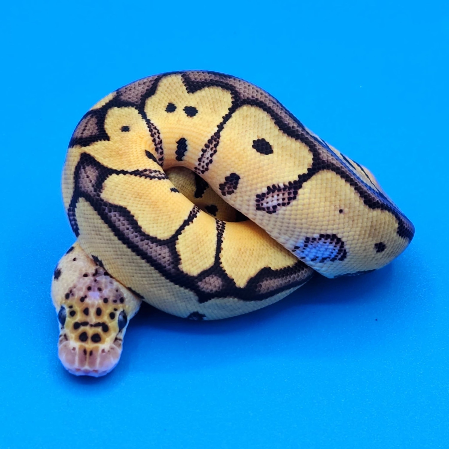 Pastel Clown Poss Leopard Ball Python by Reptalia - MorphMarket