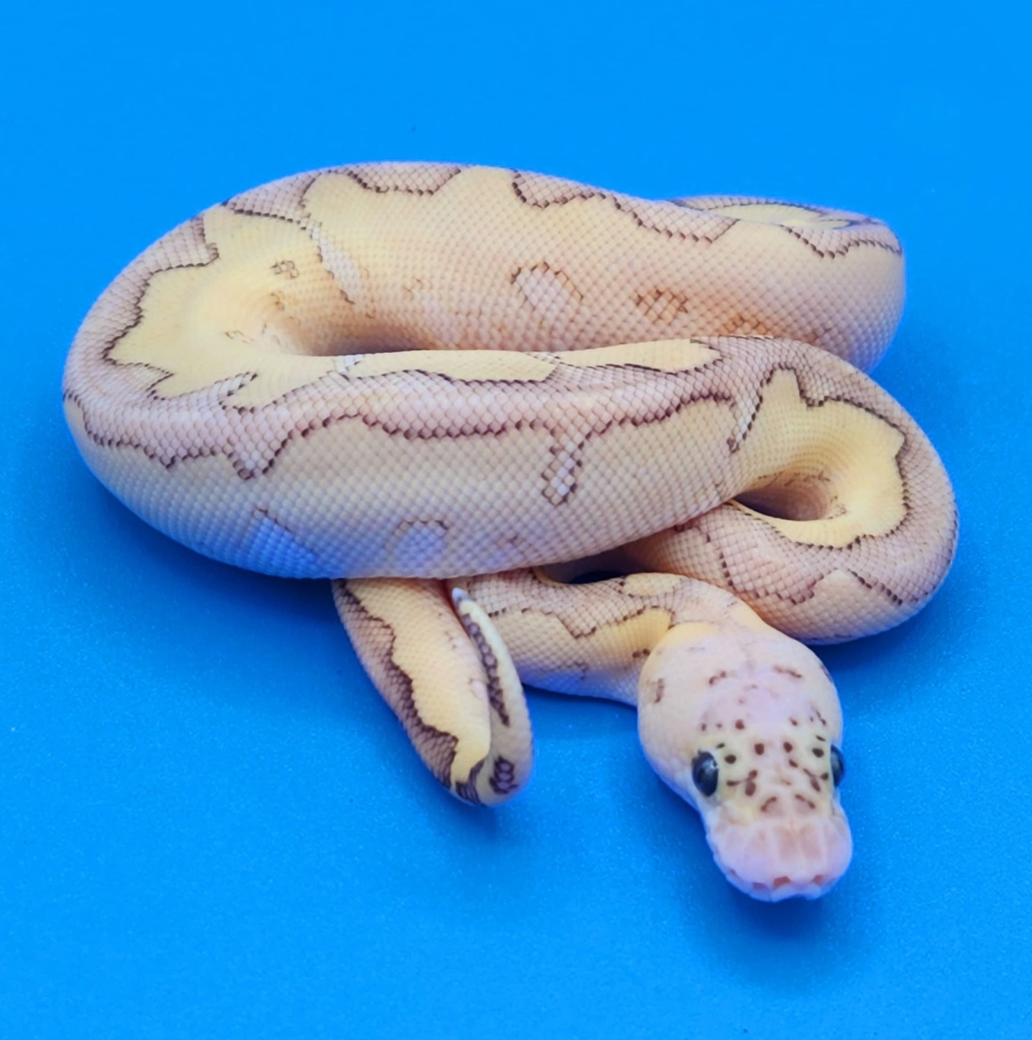 Lesser Pastel Clown Poss Leopard Ball Python by Reptalia - MorphMarket