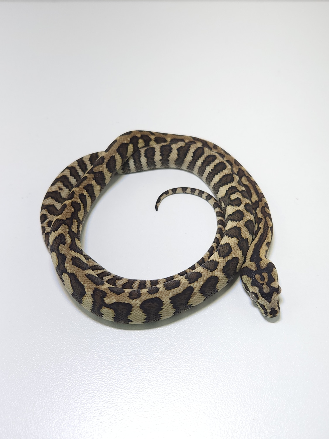 87.5% Jungle, Jag ♂️ Other Carpet Python by Reptalien Exotics - MorphMarket