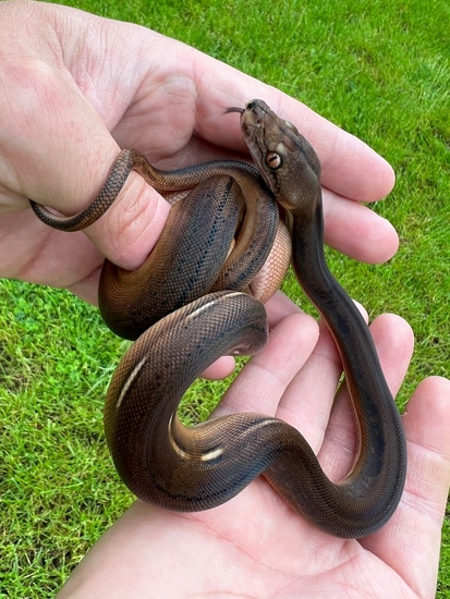Goldenchild Sunfire 50% Het Purple/caramel 100% HOGS Reticulated Python ...
