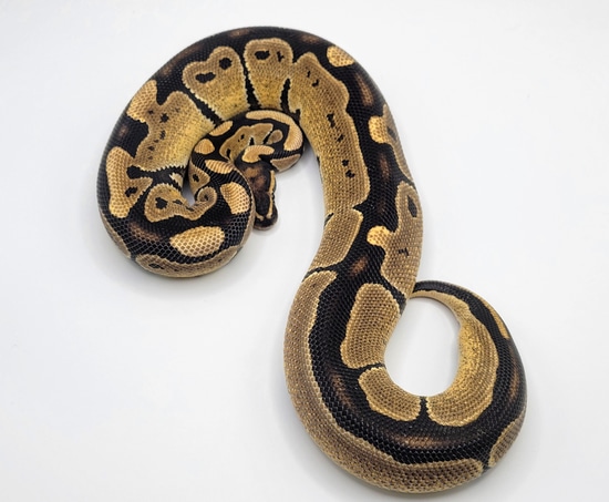 DH Hypo Pied Ball Python by Morphic Exotics