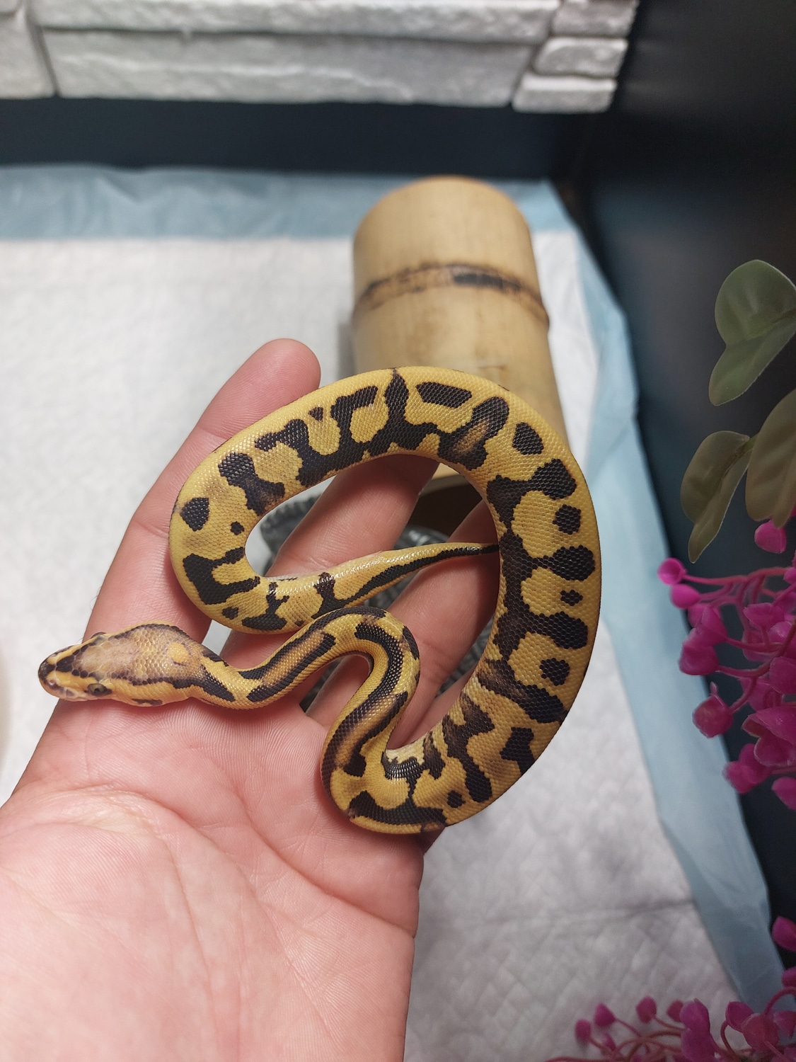 Supervanilla Puzzle Ball Python by Reptile89snake.de.tl MorphMarket