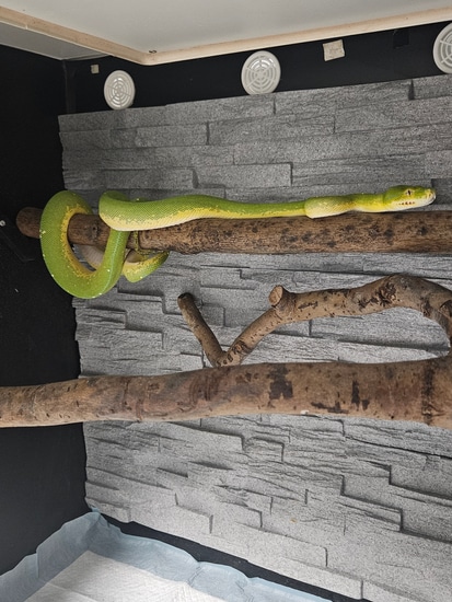 Sorong Hy Blue Line Green Tree Python by Reptile89snake