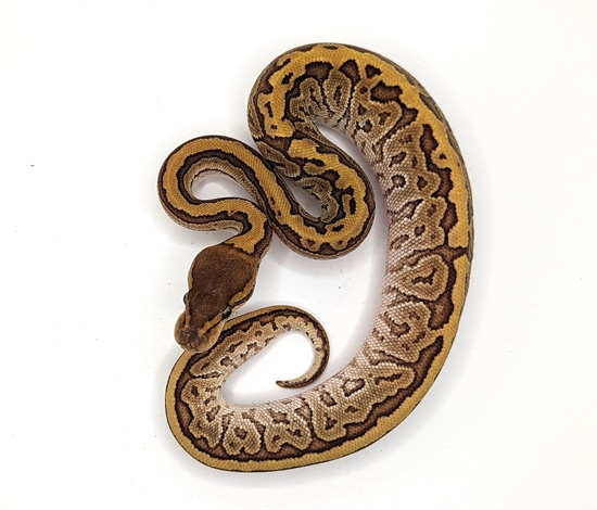 Jigsaw (Mojave, Pinstripe) Ball Python by Reptile Familiars