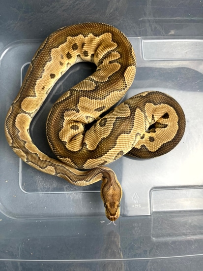 Phantom Clown “Cosmo🪐” Ball Python by Reptile Familiars