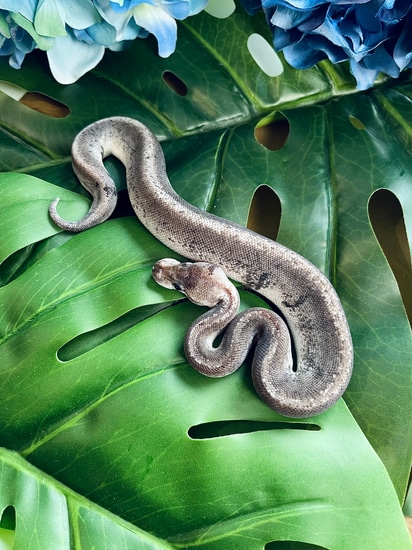 Super Pewter Pos Fader “Cookies”🍪 Ball Python by Reptile Familiars