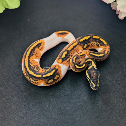 YB Or Gravel Pos OD Pied “Flareon” Ball Python