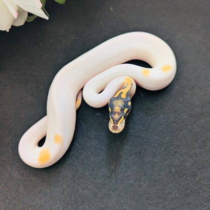 OD Highway Pied “Aphrodite” Ball Python