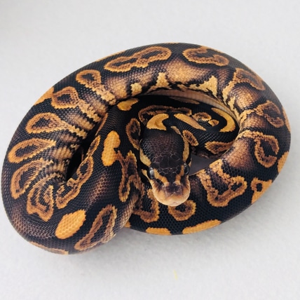 Wookie Black Pastel YB 50% DH Clown/Hypo “Athena” Ball Python