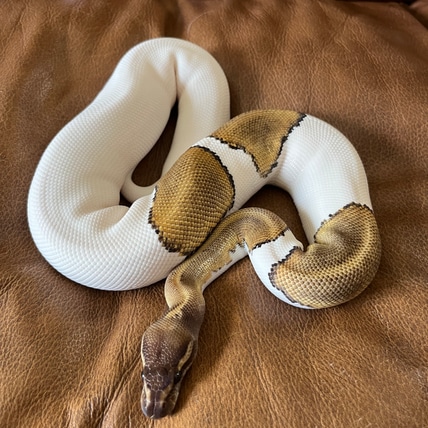 Proven Breeder Mojave Pied “Benny" Ball Python
