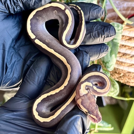GHI Mojave RS YB 66%Het Clown 50% Het GStripe “Tomorrow” Ball Python