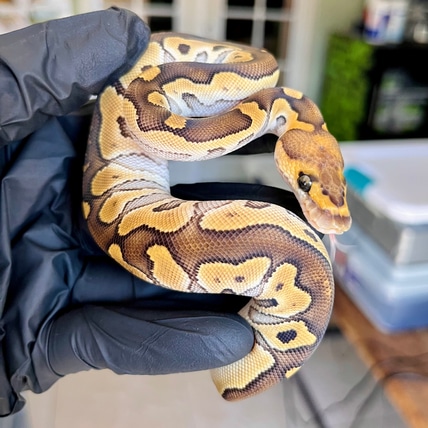Mojave RS Clown 50% Het GStripe “Rainy” Ball Python