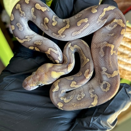 GHI Mojave RS (YB) Clown 50% Het GStripe “Quiet” Ball Python