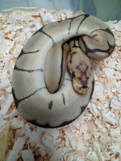 Spider Clown Ball Python by Reptile Addicts SA