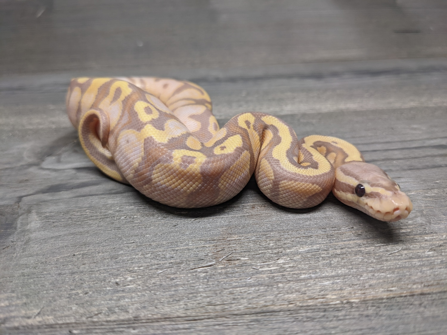 Banana Pastel Het Piebald Ball Python by The Reptile Barn - MorphMarket