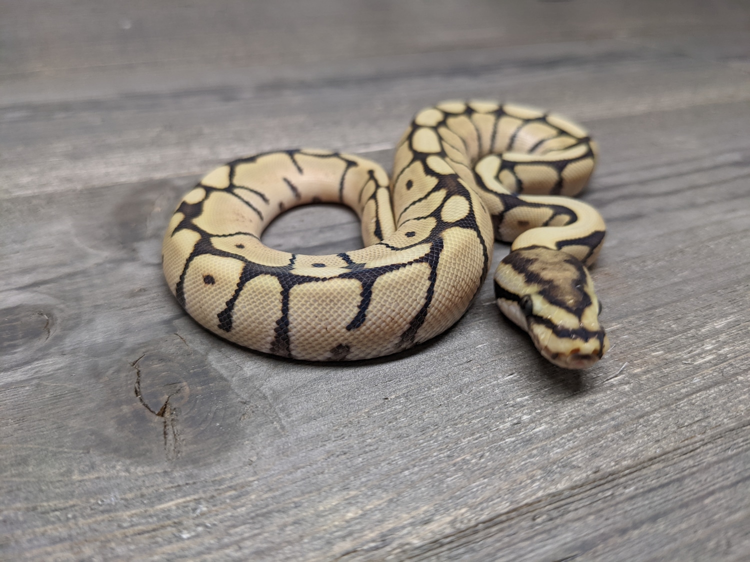 Spider Mojave Desert Ghost Ball Python by The Reptile Barn - MorphMarket