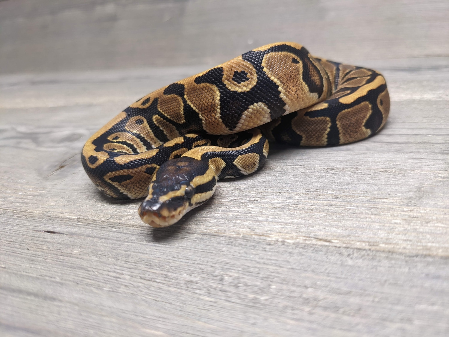 Double Het Clown Piebald Ball Python by The Reptile Barn MorphMarket