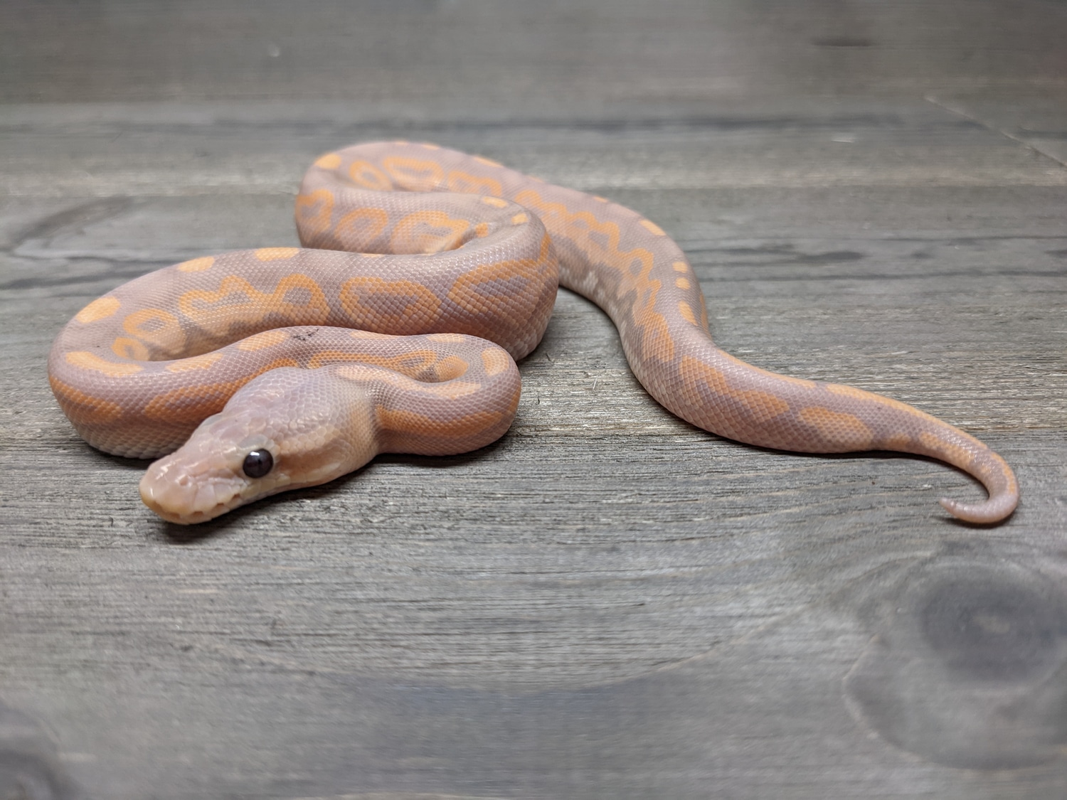 Banana Cinnamon Ball Python by The Reptile Barn MorphMarket