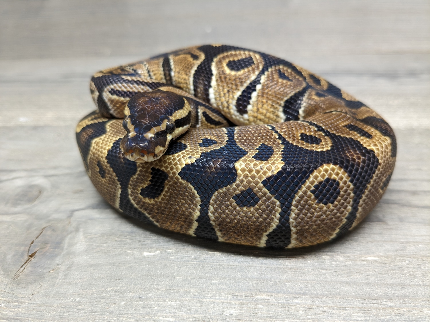 Het Piebald Het Sunset Ball Python by The Reptile Barn MorphMarket