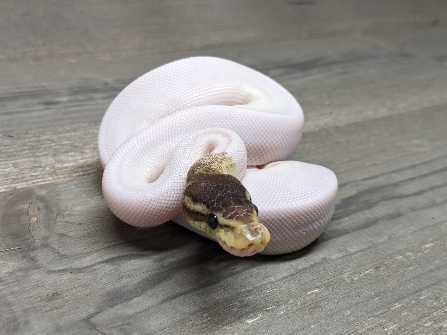 Pastel Cinnamon Piebald Ball Python by The Reptile Barn - MorphMarket