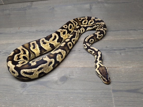 Pastel Yellowbelly (Possible Jungle Woma) Het Clown FREE SHIPPING Ball ...